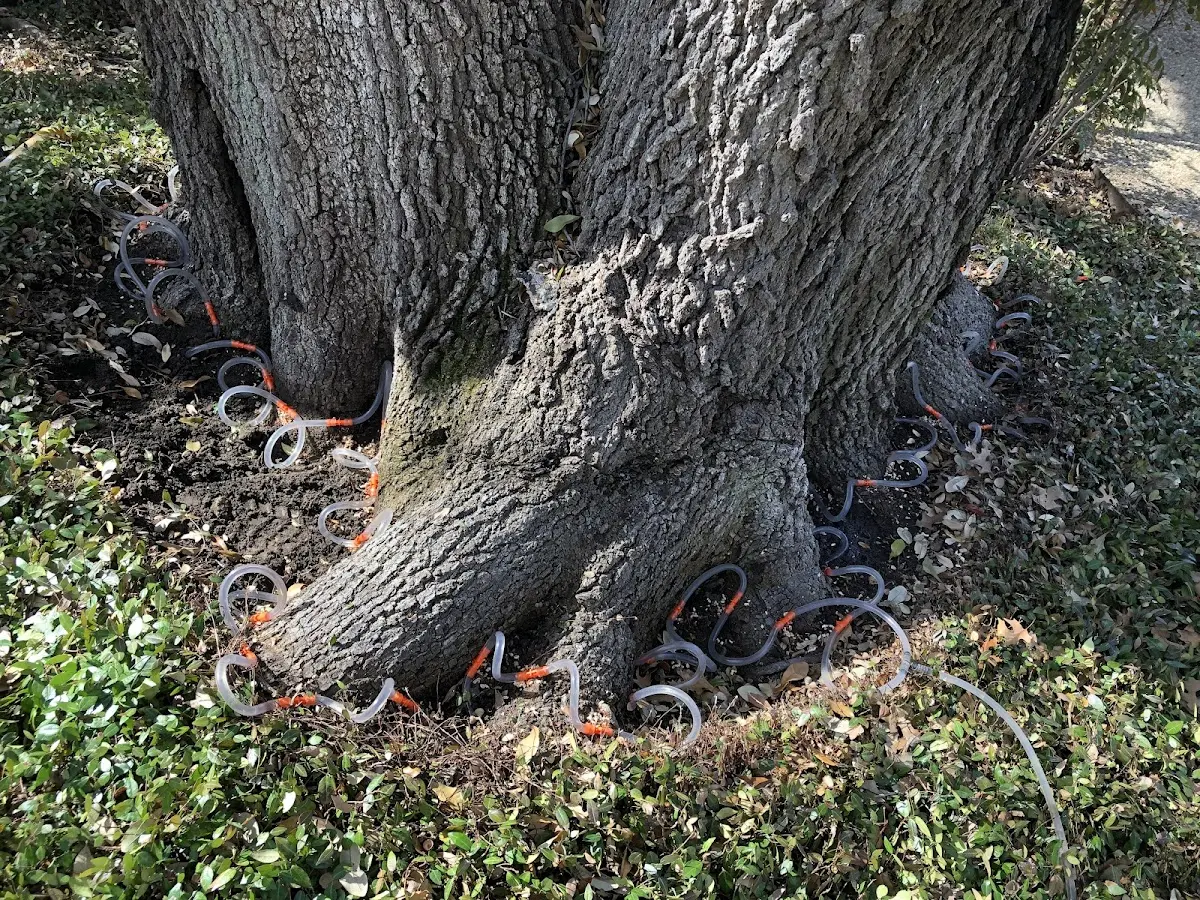 Detailed Tree Cabling and Bracing job site in Breckenridge