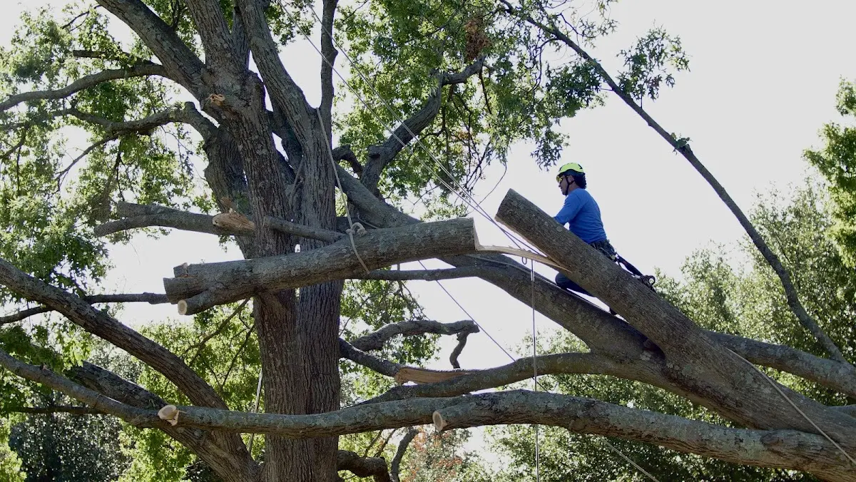 Professional Crown Thinning performed by certified arborists in Breckenridge
