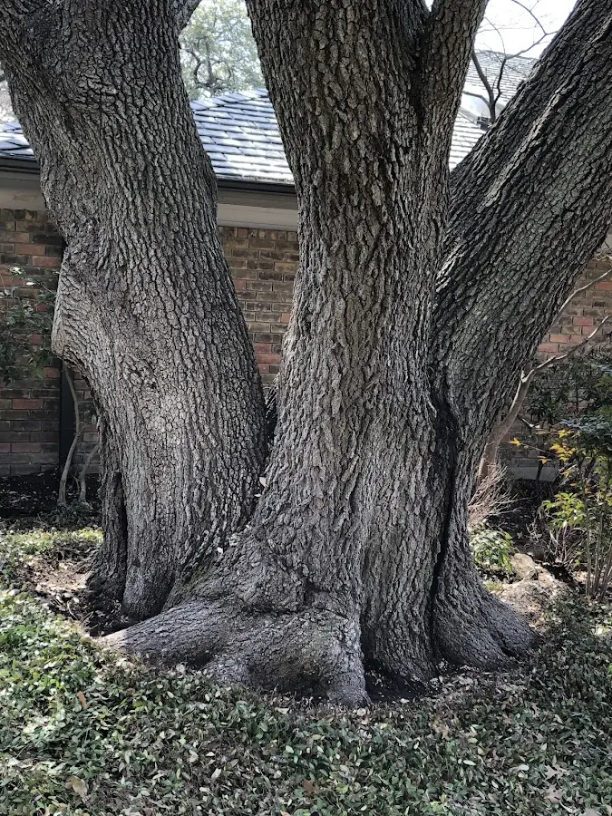Mature heritage tree close to a Breckenridge property cared for by certified arborists