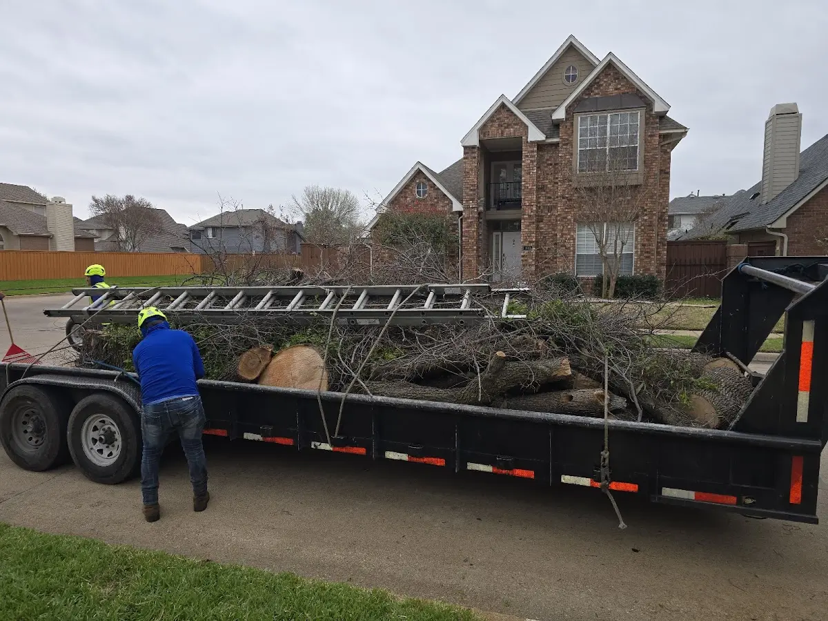 Expert Tree Pest Control with proper safety equipment in Breckenridge